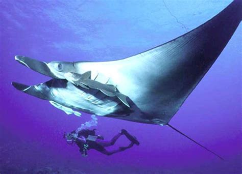 Beautiful Manta Ray With A Diver Deep Sea Creatures Sea Creatures