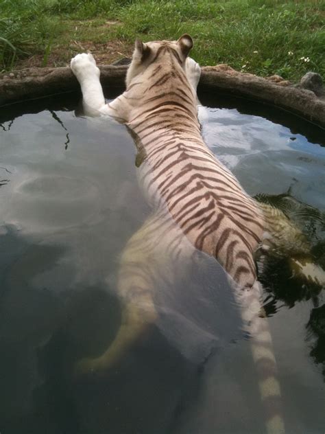 Click the small x to the right of a group's name and shelter # to report an error. Cooling off in the tiger pool! Big Cat Rescue, Tampa ...