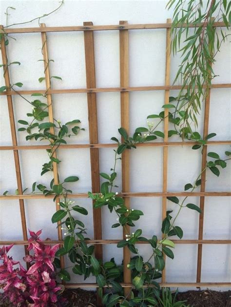 How To Trim Vines On A Trellis