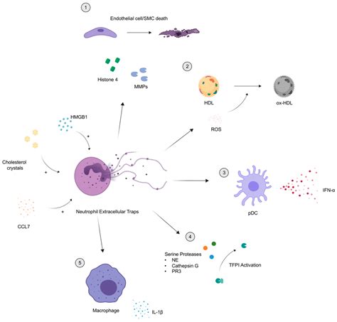 Jcm Free Full Text The Role Of Neutrophils And Neutrophil