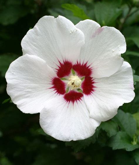 Sharon anne is amazingly creative. Rose of Sharon Flower