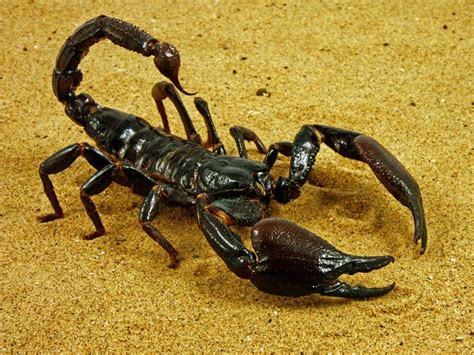 La ecorregión del desierto del sahara cubre la porción hiperárida del sahara donde la lluvia es mínima y esporádica. 30 Ejemplos de animales del desierto