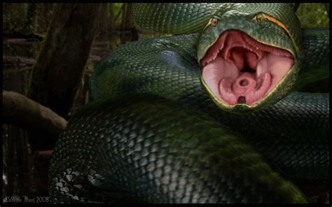 Anaconda Snake Anaconda Movie Anaconda Snake Green Anaconda Snake