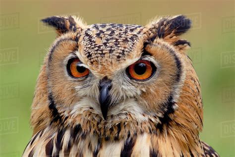 Indian Eagle Owl Bubo Bengalensis Head Portrait Captive From India