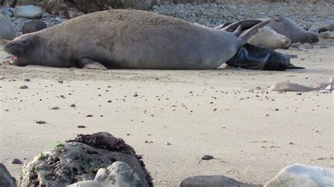Elephant Seal Giving Birth At Drakes Beach Point Reyes National