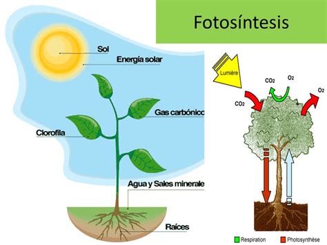 Biología Para Tus Tareas La Fotosíntesis