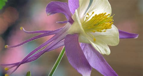 Colorado State Flower The White And Lavender Columbine Proflowers Blog