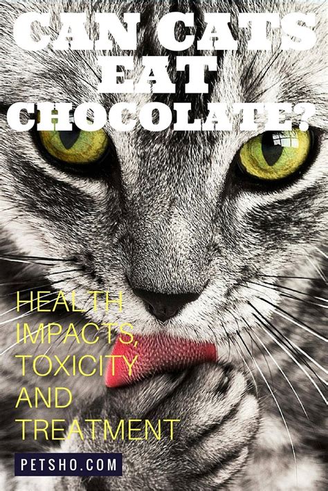 Avocado slices are frequently added to hamburgers, tortas, hot dogs, and carne asada. Can Cats Eat Chocolate? A Quick Guide to the Health Impacts