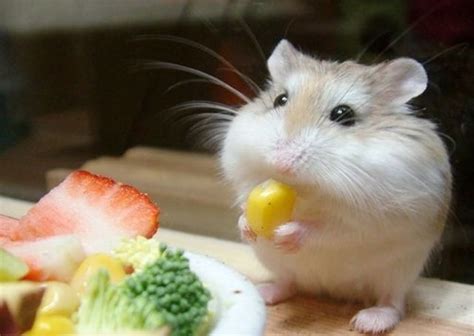 Check spelling or type a new query. When Hamsters Get Greedy