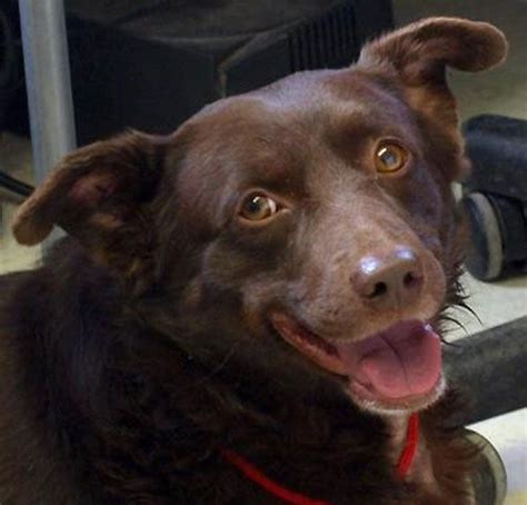 Adopting a dog from the prison trained k9 companion program (ptkcp) is a special privilege because your dog comes fully trained with a lifetime of support (see alumni. Adoptable Dog of the Day: Bear in Colorado | Dog adoption ...