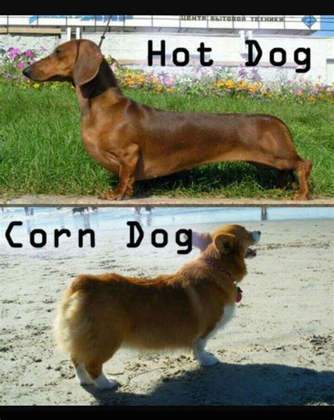 109 Best Favorite Corgi Memes From The Web Images On