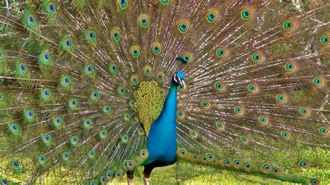 How to say proud as. The meaning and symbolism of the word - «Peacock»