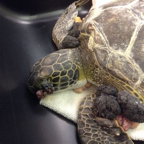 Kolton The Turtle Hospital Rescue Rehab Release