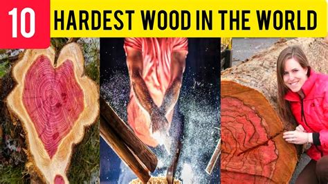 The Hardest And Toughest Wood On Earth Youtube