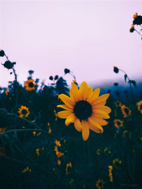 Download, share or upload your own one! flora aesthetic | Tumblr | Sunflower wallpaper, Flower ...