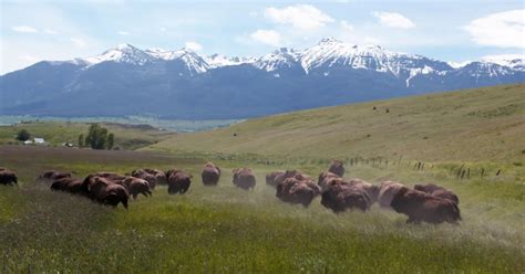 Oregon Field Guide Bison Ranching Willamette Recreation Wallowa Rain Pe Season 34