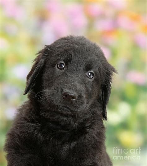 Black Flat Coated Retriever Puppy Photograph By Mark Taylor