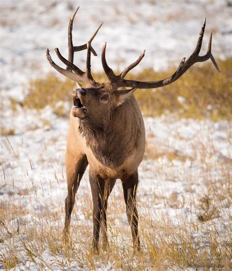 Colorado Bull Elk Bugling In Rutting Season Beaver Meadows Rocky