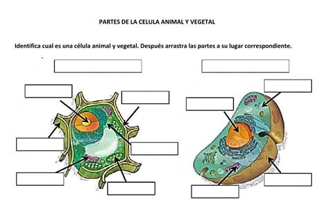 Juegos De Ciencias Juego De Partes De La CÉlula Animal Y Vegetal