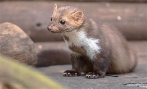 Ungebetene gäste im haus kommen ja hin und wieder vor, diese richten aber in der regel weitaus weniger schaden an als ein marder im haus. Marder im Haus - Was tun? - Blogg.de