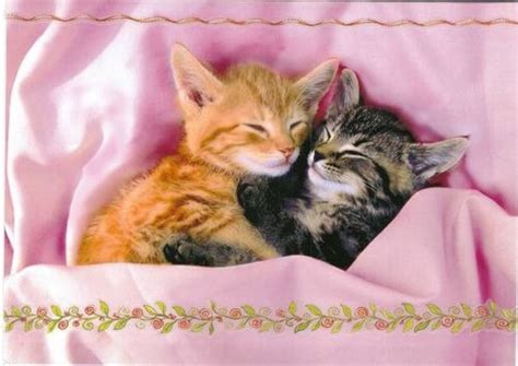 Kittens Images Cute Kittens Hd Wallpaper And Background