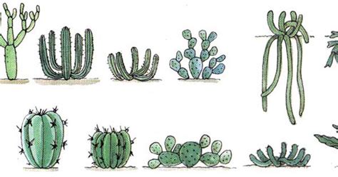 Las plantas absorben dioxido de carbono, agua y nutrientes. Americactus: Las diferentes formas de los cactus - ( con ...
