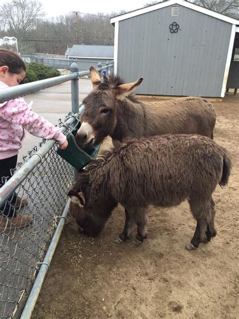 Thank you so much, austin petting zoo! Farms to visit animals on Long Island…