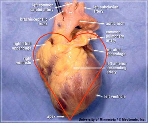 Anatomically Correct Human Heart Diagram