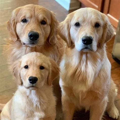 7 Golden Retrievers Dog Puppies For Sale Or Adoption At Stevens