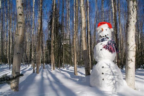 Snowman In Santa Hat And Scarf Deep In Birch Forest Interior Alaska