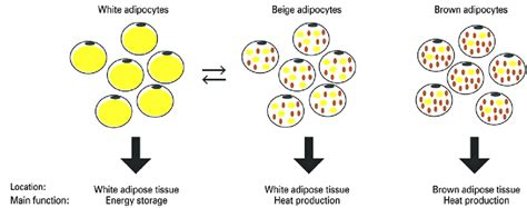 Differences Among White Beige And Brown Adipocytes In Relation To