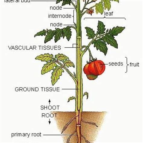 Tomato Plant Parts Link 1 Download Scientific Diagram