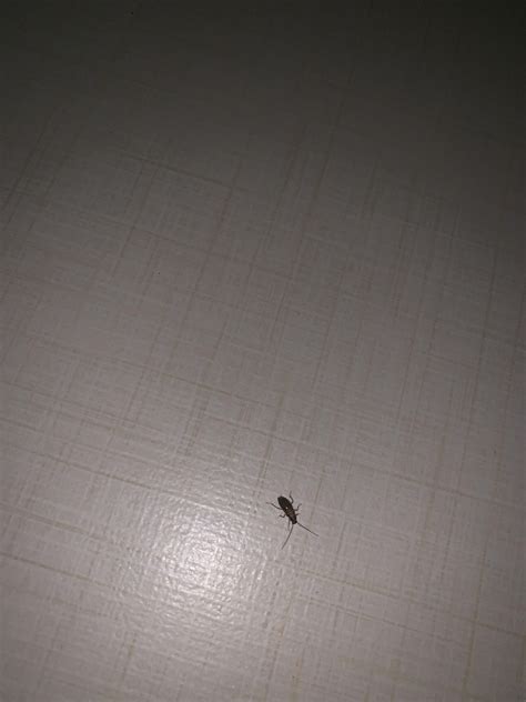 Roach Not Bed Bug 🤞 Rbedbugs