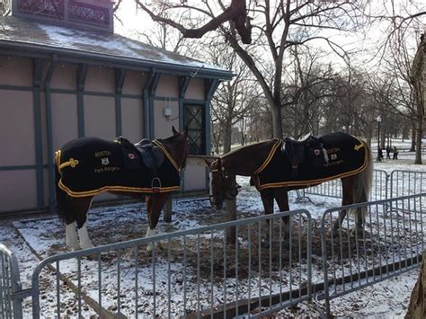 Boston Park Ranger Horses Boston Common Mcdonams Flickr