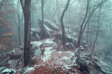 Rocky Trail In Misty Woods By Jenny Rainbow Art Prints For Home