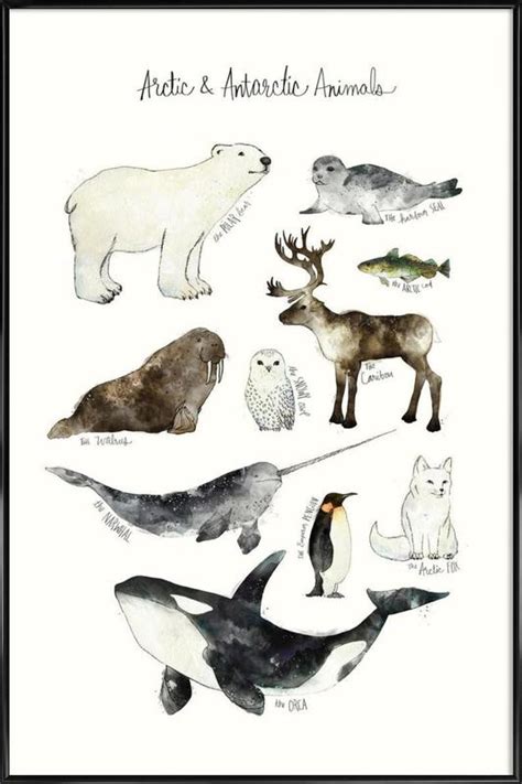 Arctic And Antarctic Animals Affiche Encadrée Juniqe