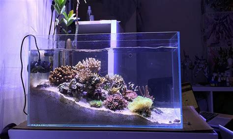 Best Nano Reef Fish Tanks 2020 Get Aquarium Fish