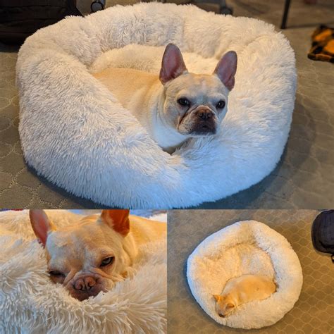 Animal Crossing Pet Bed Design Dog - ANIMALQU
