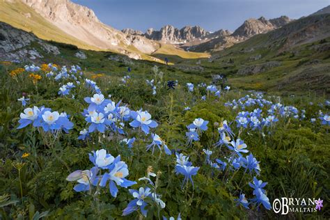 Colorado Wildflower Photography