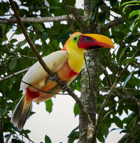 Unusual White Toucan Is Photographed In Guápiles ⋆ The Costa Rica News