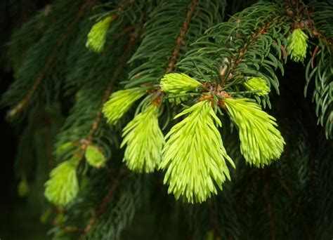 2560x1080 Resolution Closeup Photography Of Pine Tree Leaf Hd