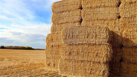 How Much Does A Bale Of Hay Cost For Horses 5 Price Factors