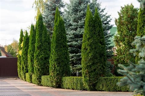 19 Arborvitae Landscaping Ideas How To Use Arborvitae Trees To Improve