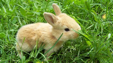 Desktop Wallpaper Cute Baby Bunny Rabbit Animal Hd Image Picture