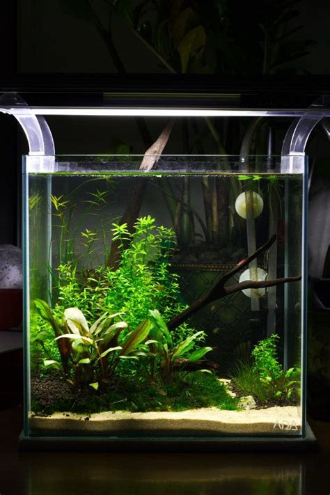 As one of the goals of aquascaping is luxurious and mature vegetation, it will be we will review the best plants for dutch style aquascape. 1ft cube non-CO2 planted aquascape | Aquascape