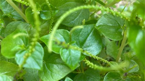 Pansit Pansitan Herbal Plant Herb Leaf Youtube