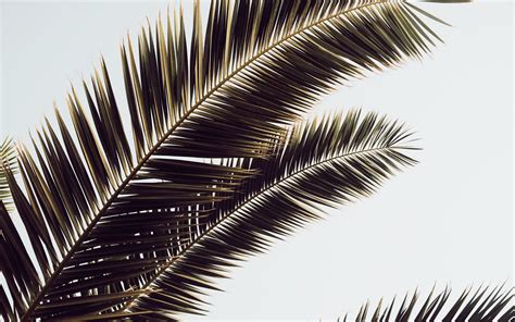 Download Wallpaper 3840x2400 Palm Tree Leaves Tropics 4k Ultra Hd 16