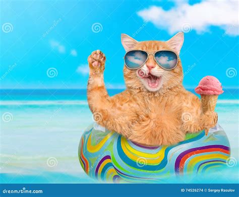 Cat Wearing Sunglasses Relaxing On Air Mattress In The Sea Stock