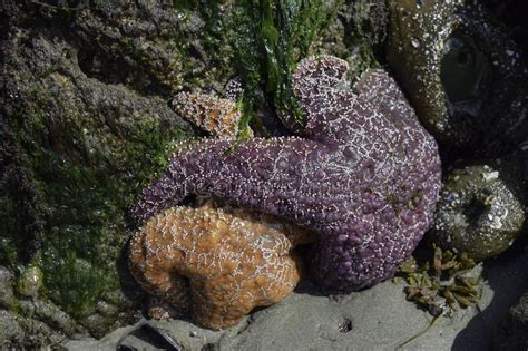 Starfish And Sea Anemones Stock Image Image Of Environment 138683021