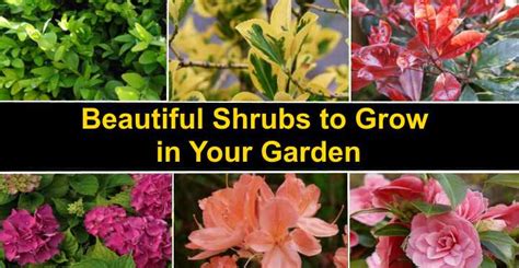 Different Types Of Shrubs